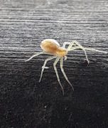 Spinnen sind doch faszinierend!: Für alle, die dem Anblick der haarigen 8-Beiner etwas abgewinnen können.